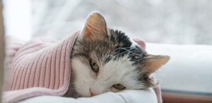 Cats Health
