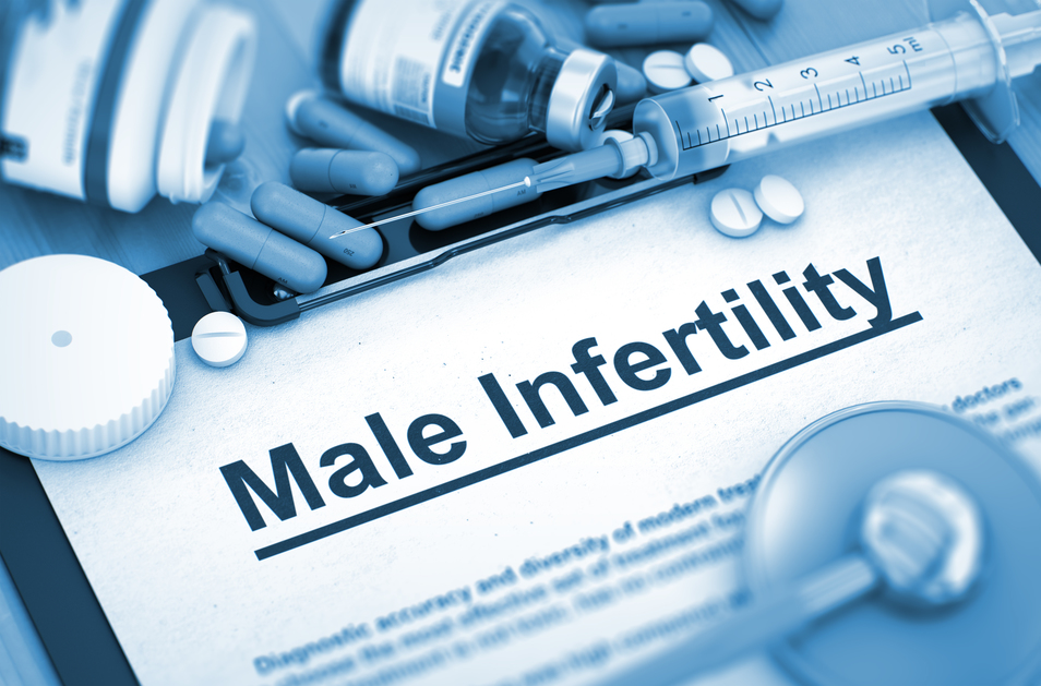 Male fertility