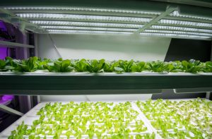 Keeping Plants Healthy