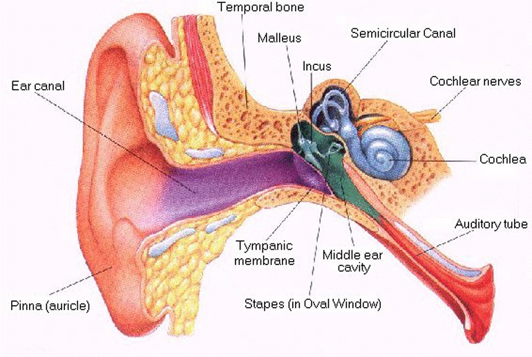Ear Symptoms Barotrauma