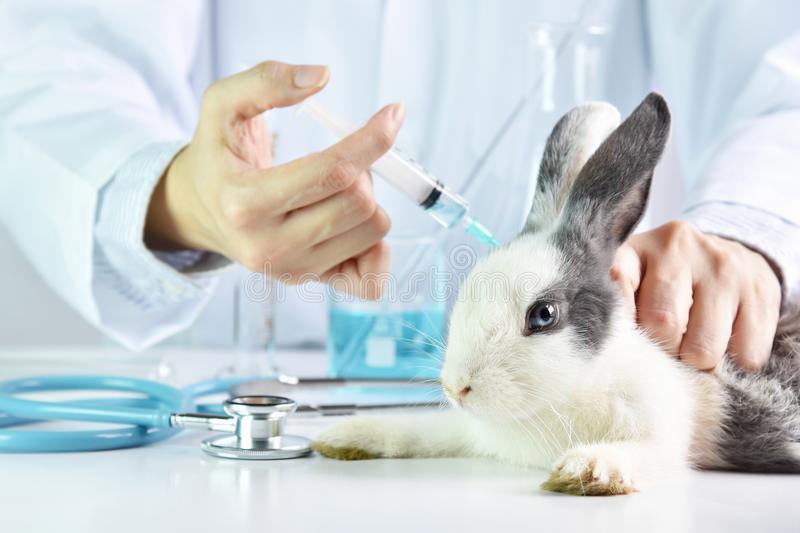 Animal Testing