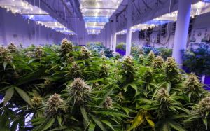 Marijuana