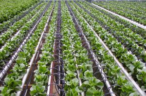 irrigation systems
