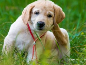 Flea Puppy