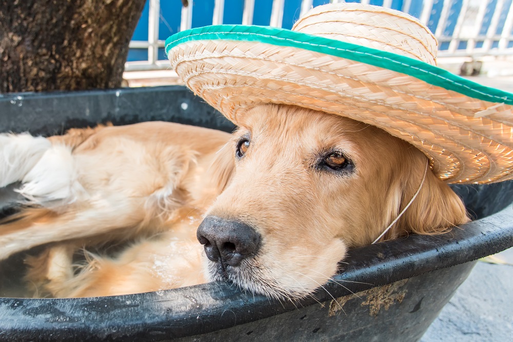 puppy with warm water pet