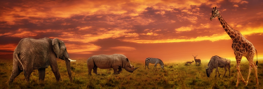 African Safari tour and animals
