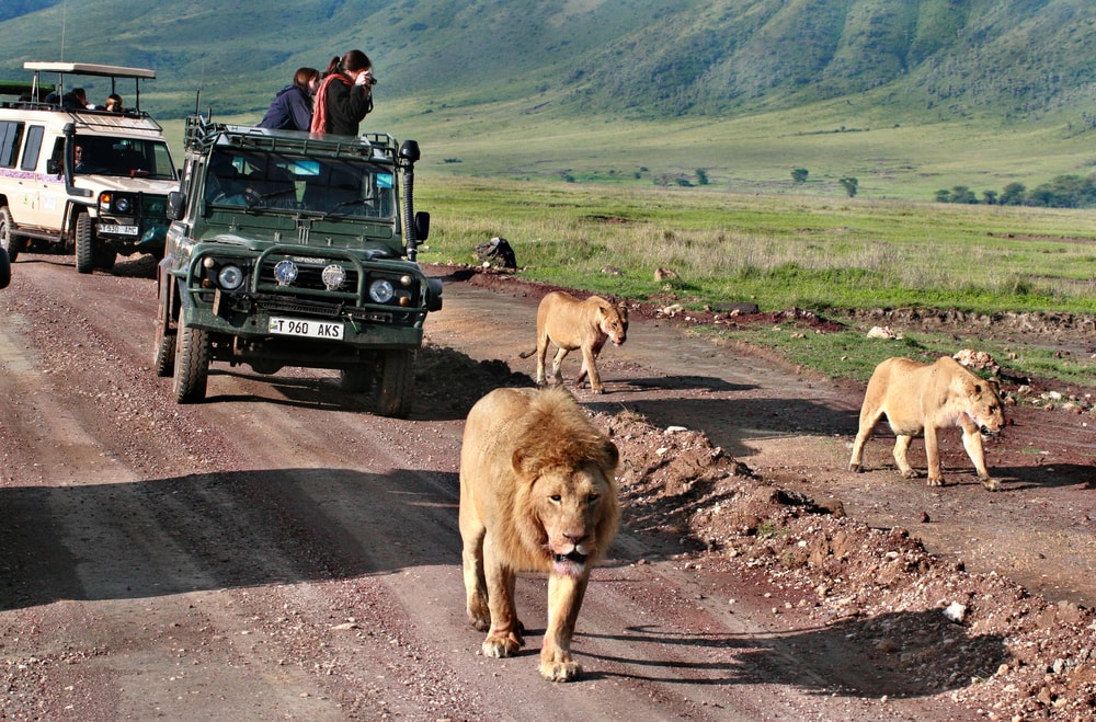Easy-to-Implement Tips for a Budget-friendly African Safari