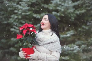 The Poinsettia, a Plant with a Lot of History