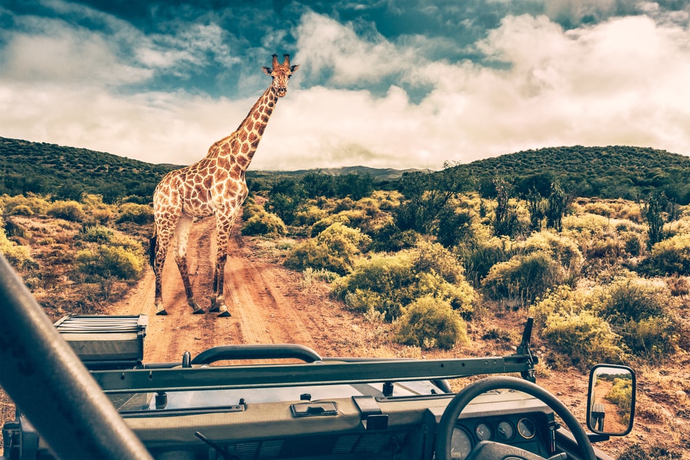 eight African safari destinations