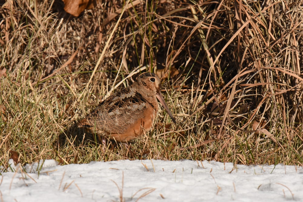 American woodcock pet