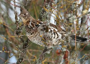 Animals Camouflage
