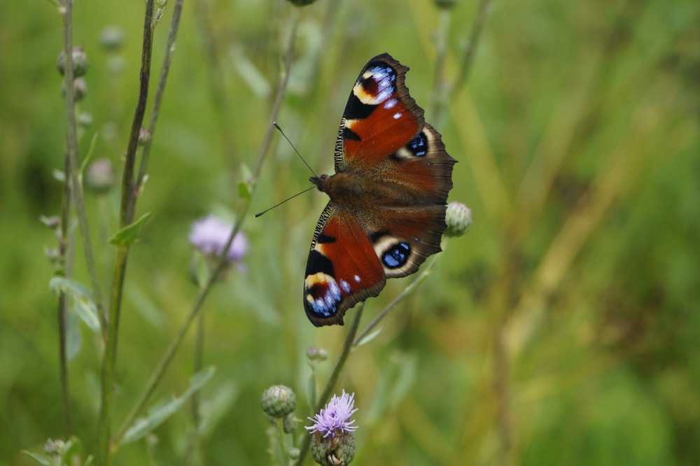 Butterfly in Disguise pet