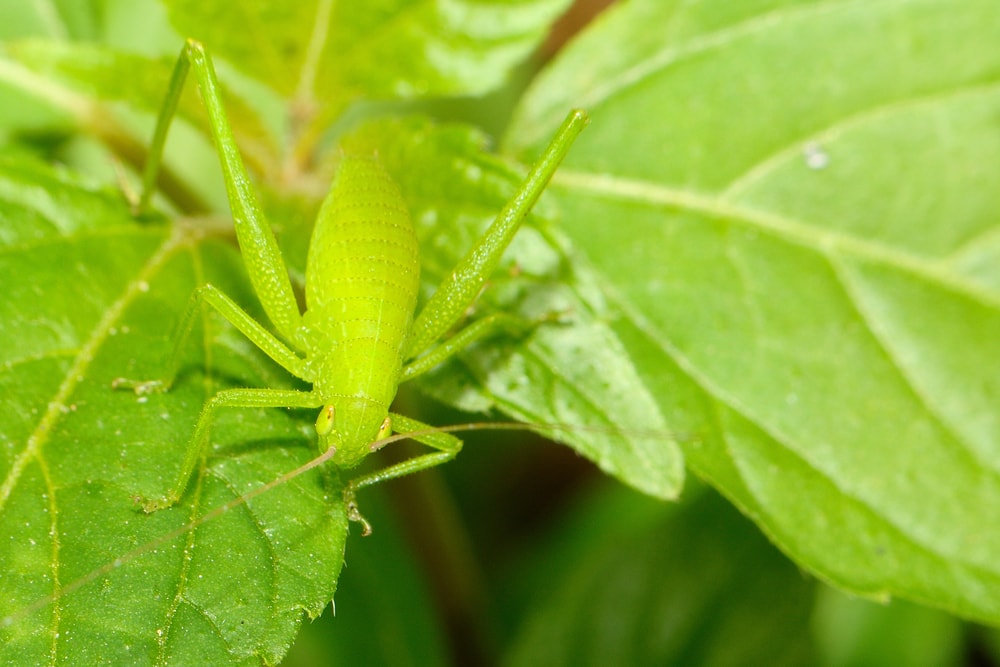 Camouflage grasshopper pet