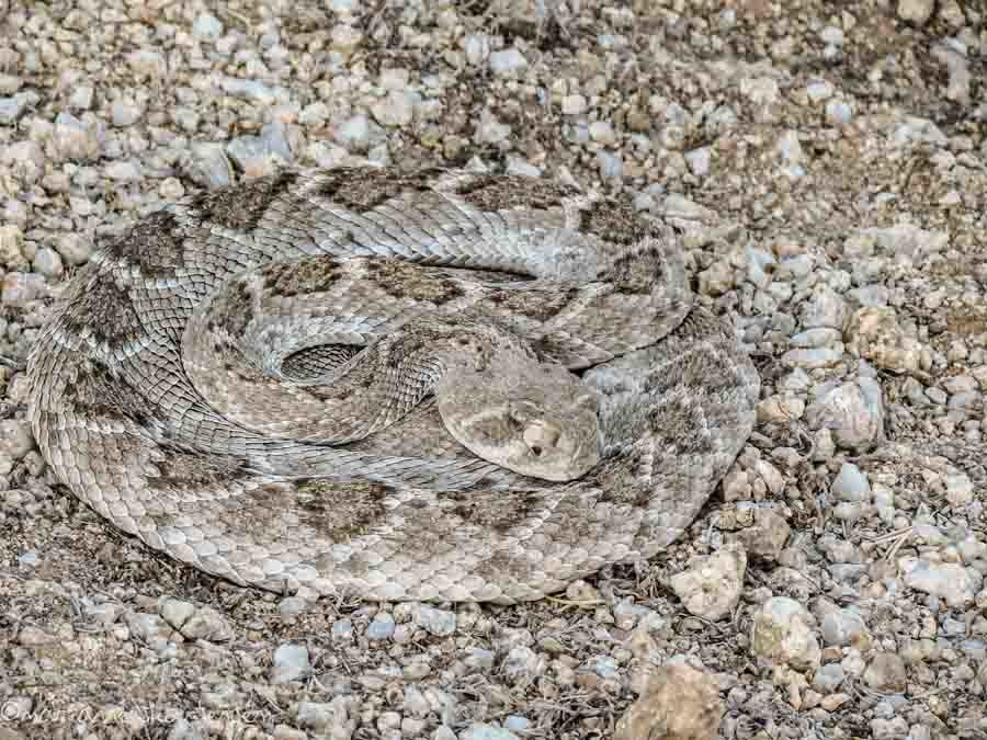 Camouflaged Rattlesnake pet