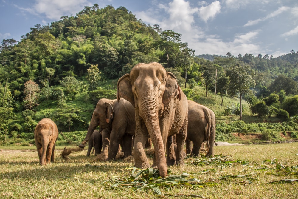 Elephant pet