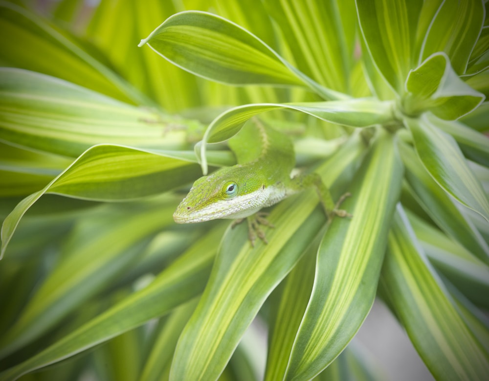 Lizard Camouflage