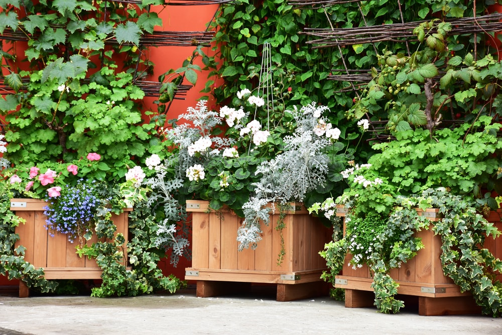 Make the Sweet-Smelling Planter Boxes