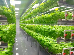 ECO-Cycle Aquaponics