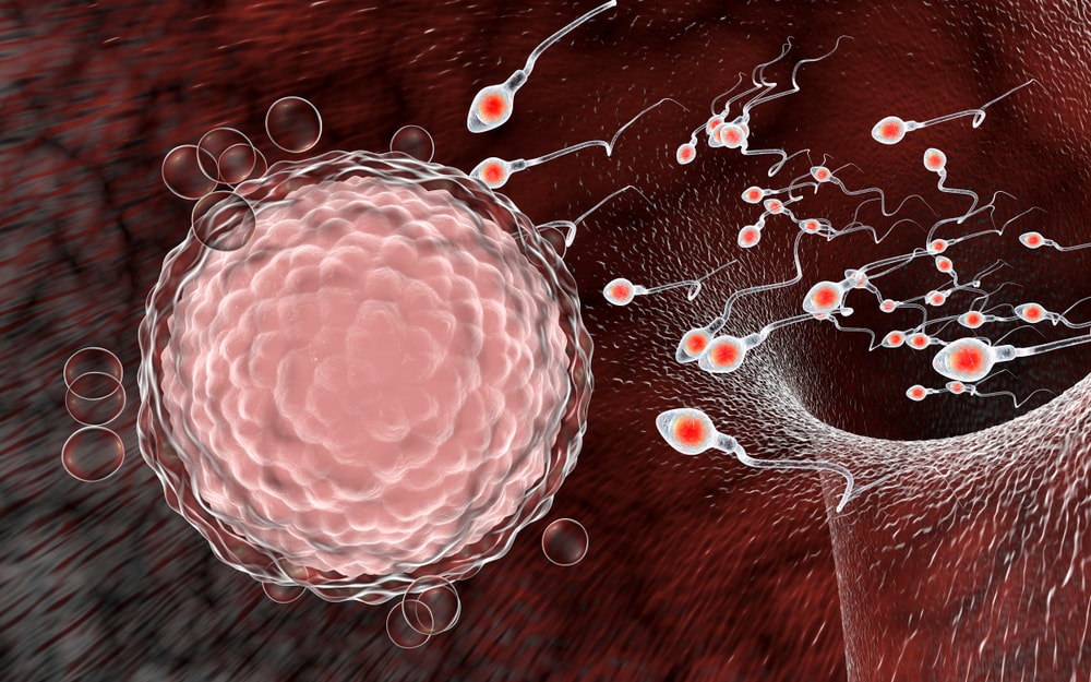 IVF Stage 5 Fertilization