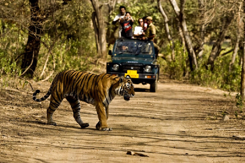 Things to do while Visiting Borivali National Park