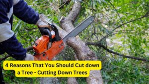 4 Reasons That You Should Cut down a Tree - Cutting Down Trees