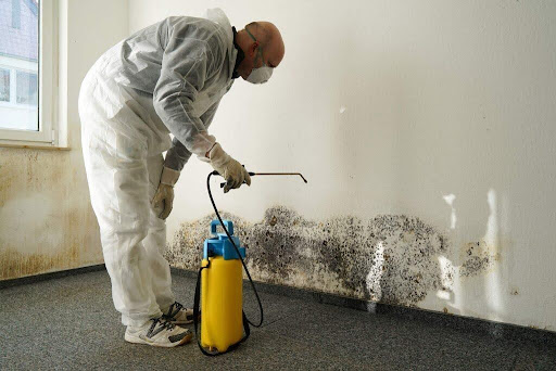 How to Effectively Remove Mould in Your Melbourne Home