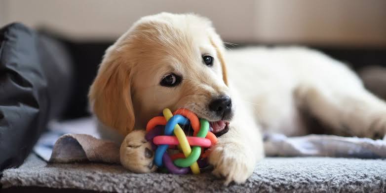 Fetch, Tug, or Chew: Matching the Right Toy to Your Dog’s Play Style