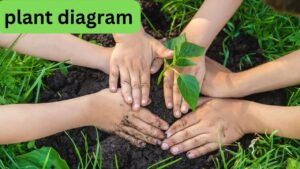 Plant Diagrams