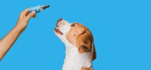 full_spectrum_CBD_for_dogs_897x