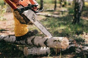 tree-removal