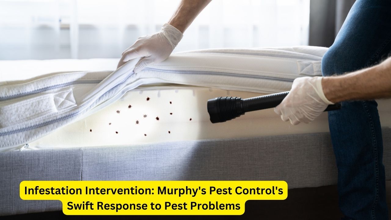 Infestation Intervention: Murphy's Pest Control's Swift Response to Pest Problems