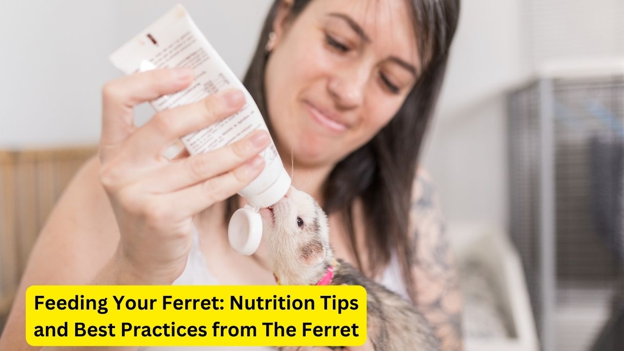 Nutrition Tips and Best Practices from The Ferret