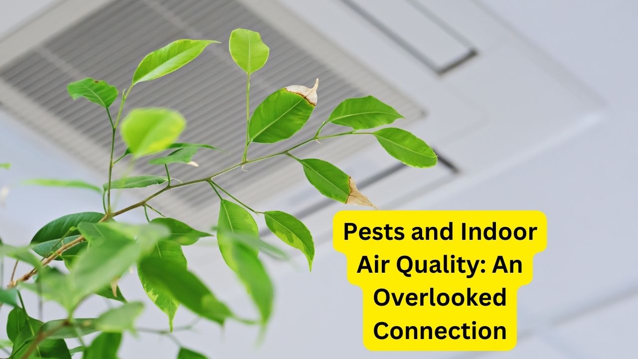 Pests and Indoor Air Quality: An Overlooked Connection