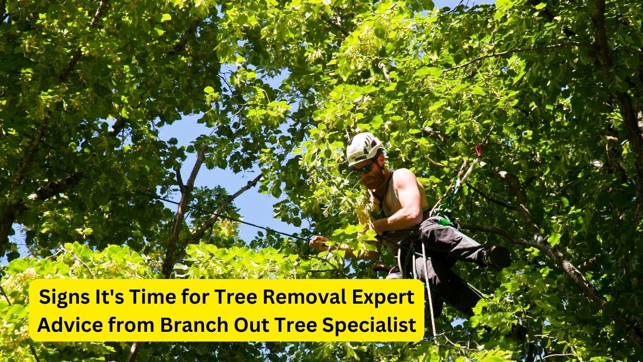 Signs It's Time for Tree Removal Expert Advice from Branch Out Tree Specialist