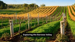 Exploring the Barossa Valley