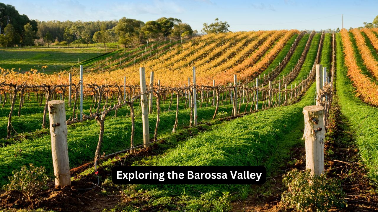 Exploring the Barossa Valley