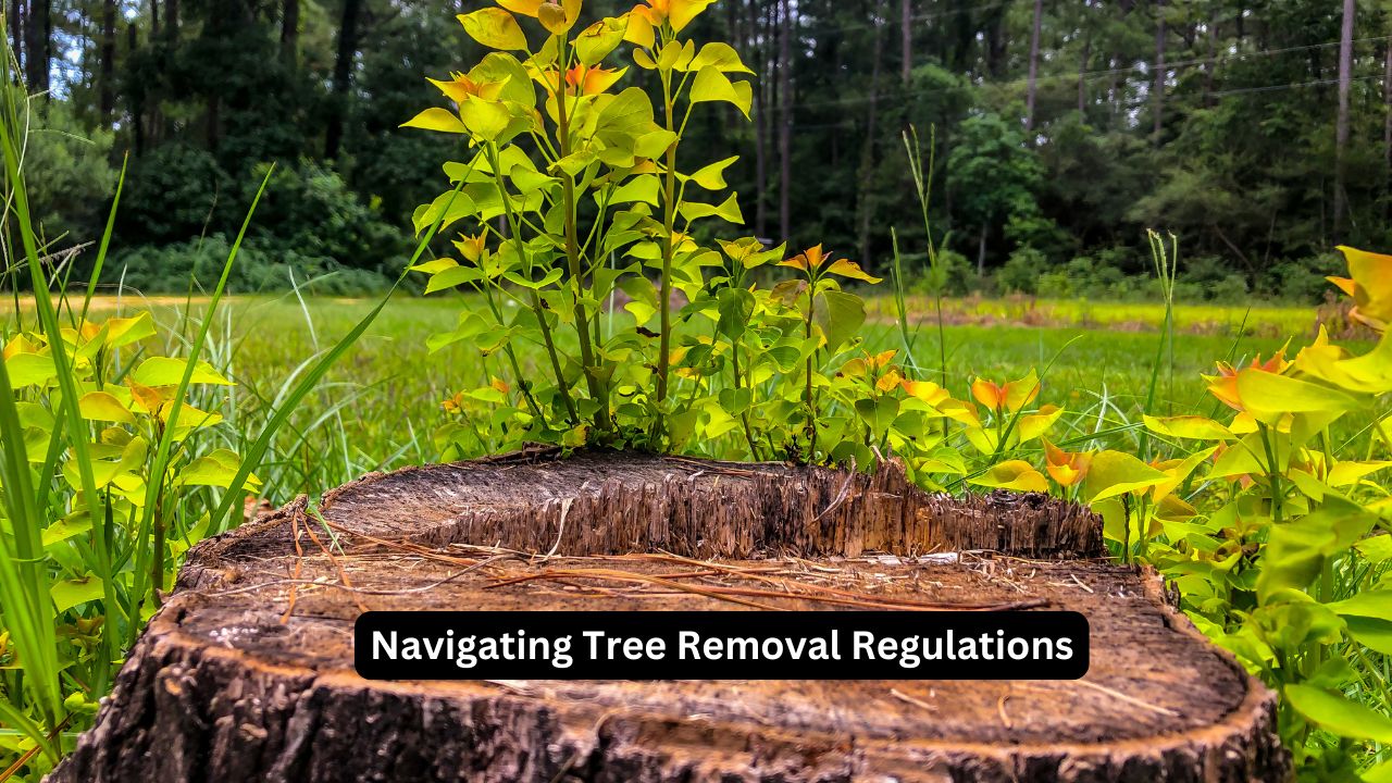 Navigating Tree Removal Regulations