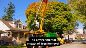 The Environmental Impact of Tree Removal