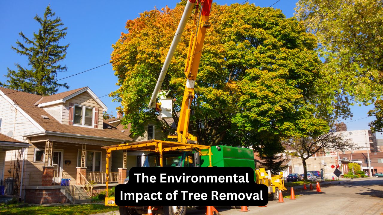 The Environmental Impact of Tree Removal