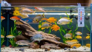 Water Thermometers for Fish Tanks