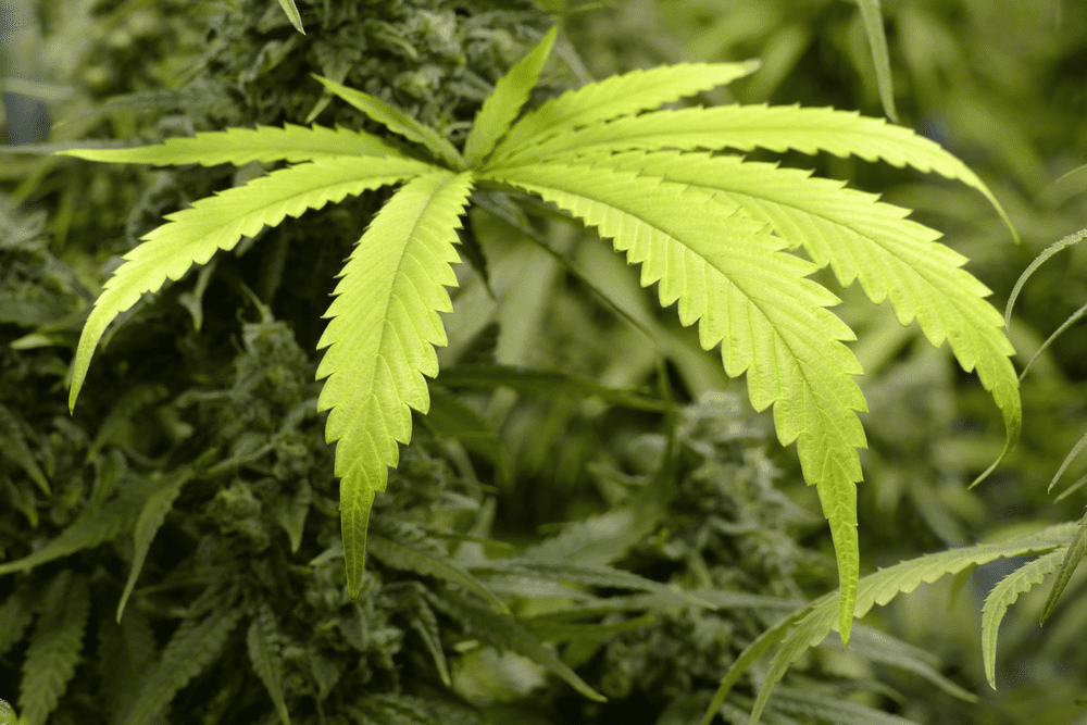 dispensaries-in-Pennsylvania