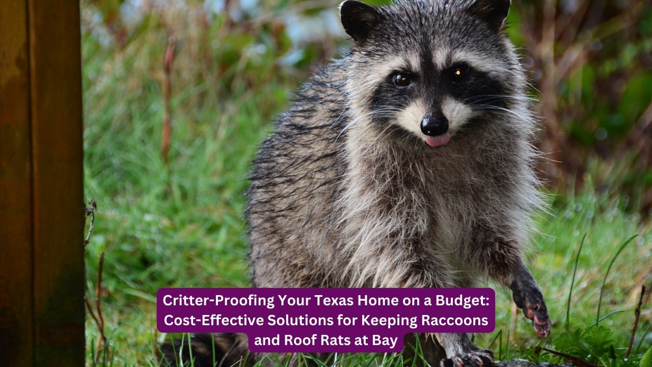 Critter-Proofing Your Texas Home on a Budget: Cost-Effective Solutions for Keeping Raccoons and Roof Rats at Bay