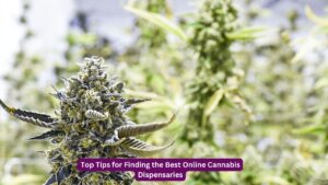 Top Tips for Finding the Best Online Cannabis Dispensaries