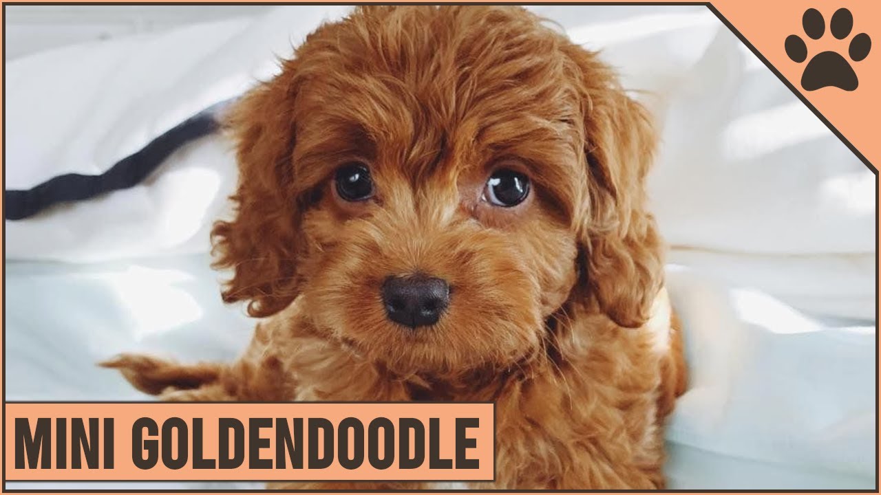 micro-teacup-goldendoodle-for-sale