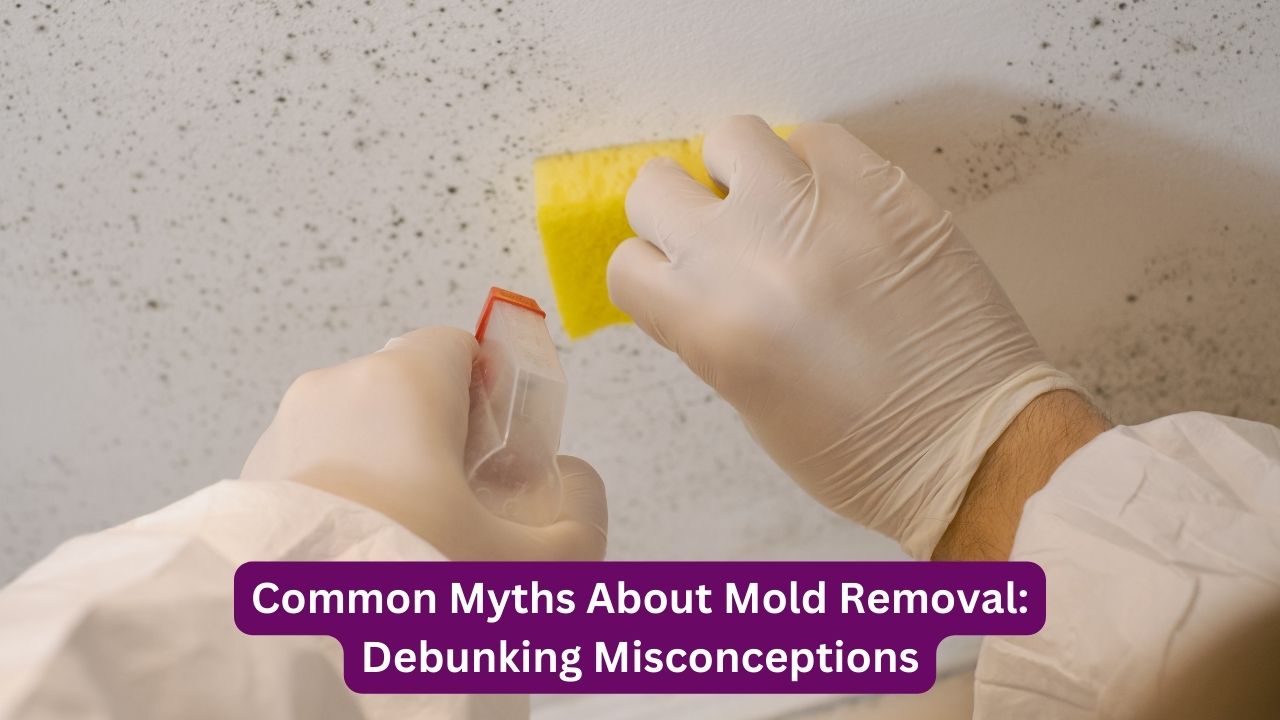Common Myths About Mold Removal