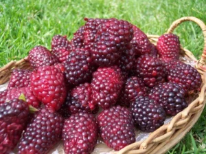 Loganberries-and-Boysenberries