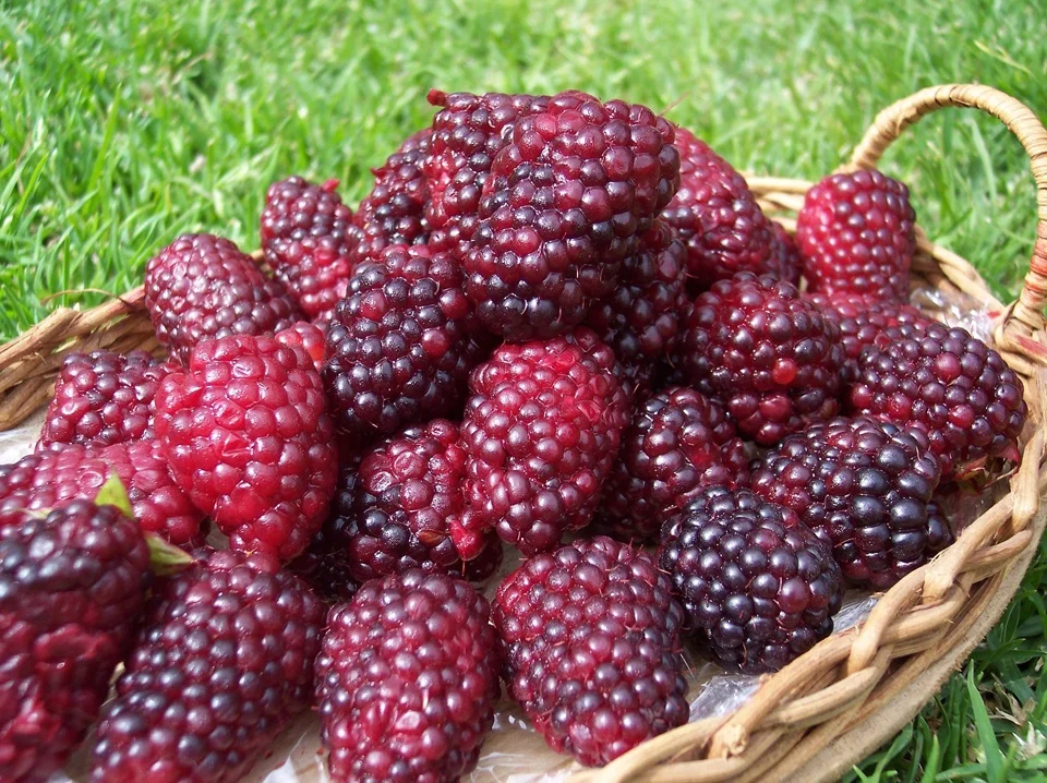Loganberries-and-Boysenberries