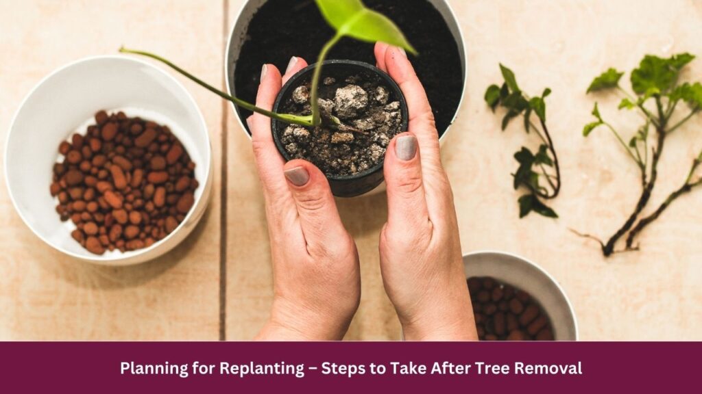 Planning for Replanting – Steps to Take After Tree Removal 