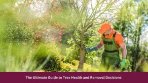 The Ultimate Guide to Tree Health and Removal Decisions 