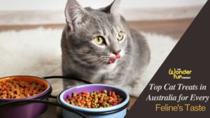 Top Cat Treats in Australia for Every Feline's Taste